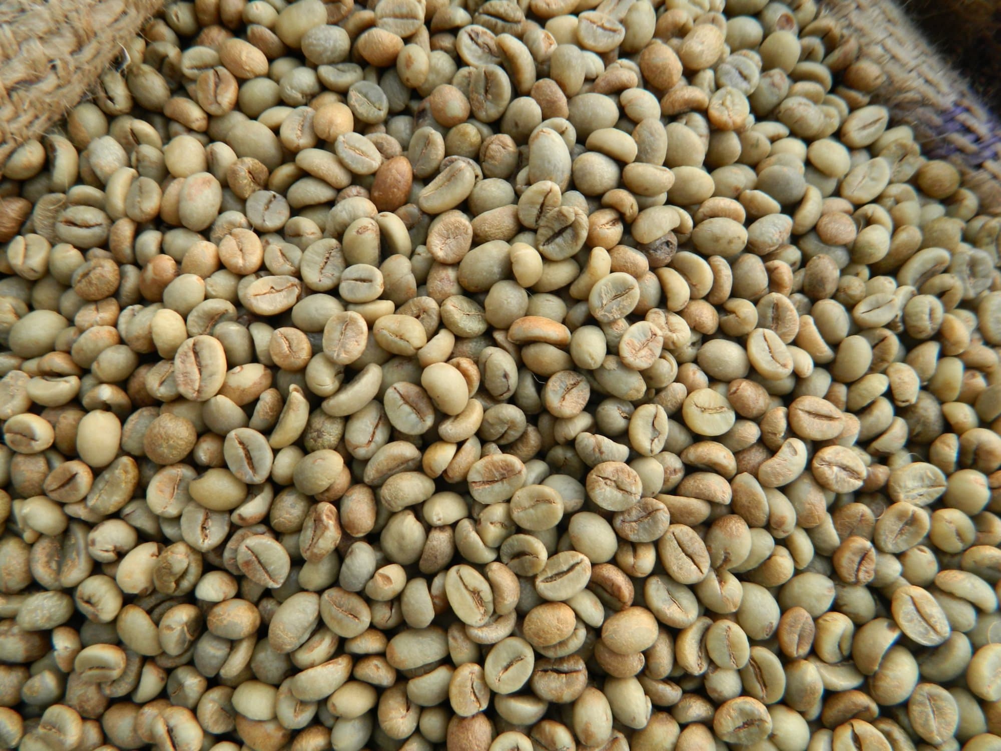 Green Coffee Beans_ Vietnam Robusta Coffee Grade A
